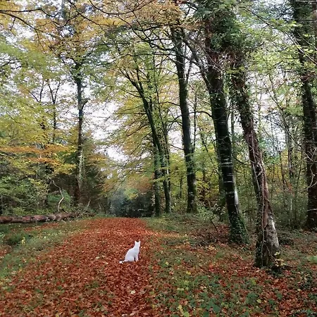 Cosy Countryside Log Apartment Kilkenny